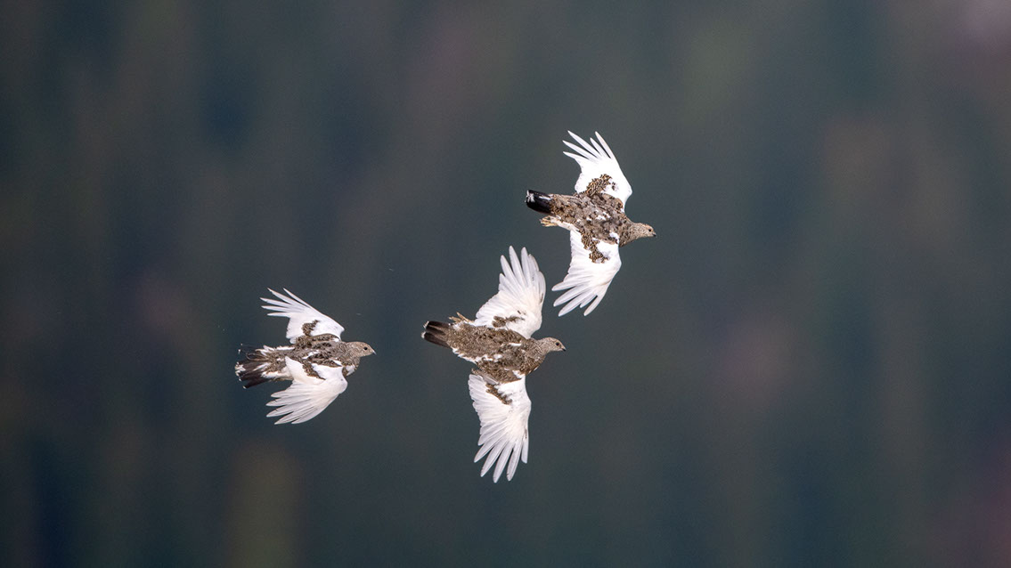 Bartgeier, Gypaète Barbu, Quebrantahuesos, Lämmergeier, Lammergeier, 