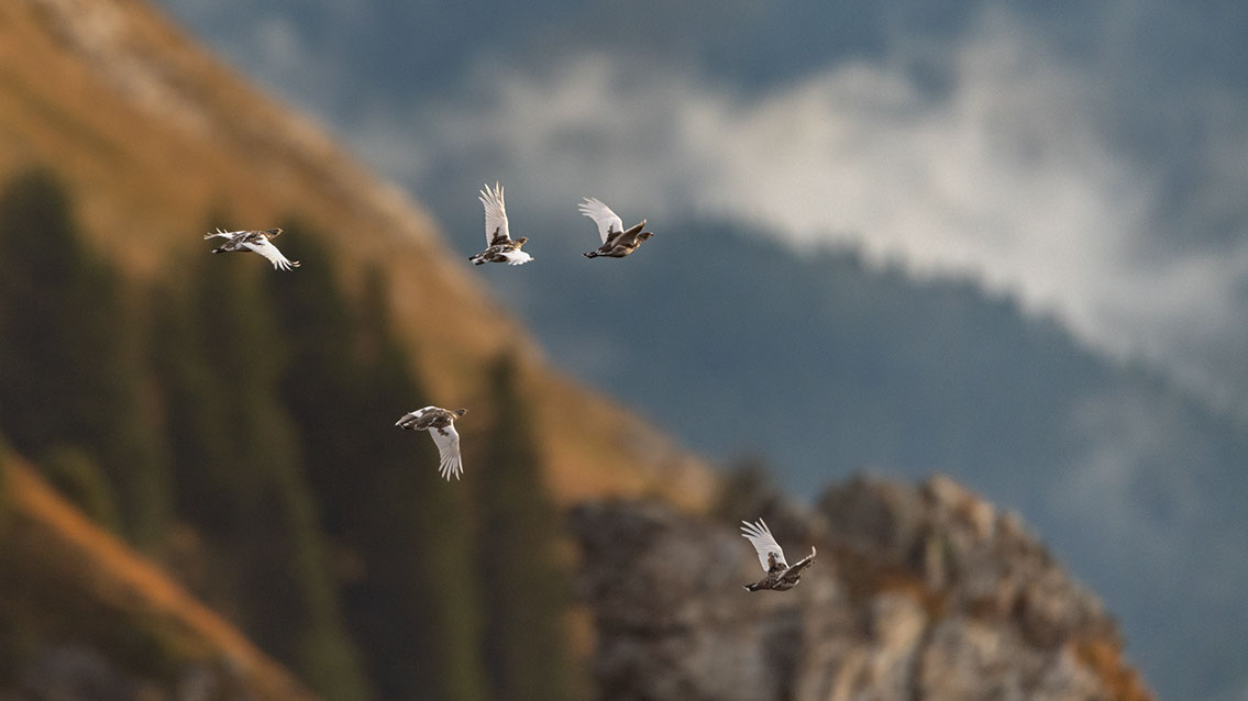 Bartgeier, Gypaète Barbu, Quebrantahuesos, Lämmergeier, Lammergeier, 