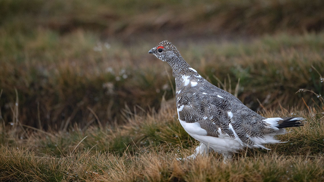 Bartgeier, Gypaète Barbu, Quebrantahuesos, Lämmergeier, Lammergeier, 