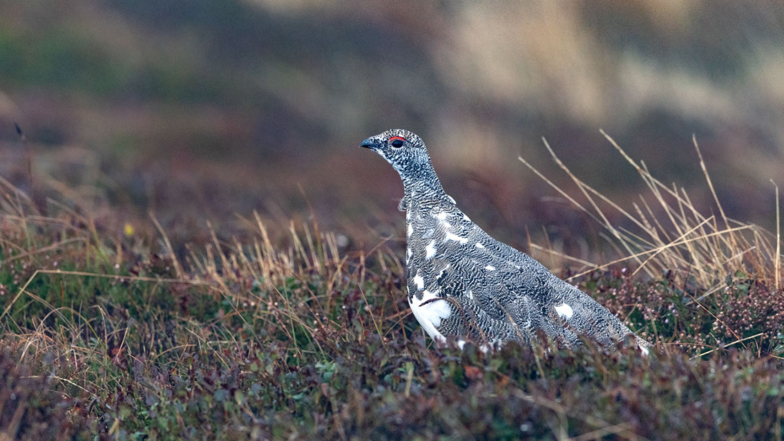 Bartgeier, Gypaète Barbu, Quebrantahuesos, Lämmergeier, Lammergeier, 