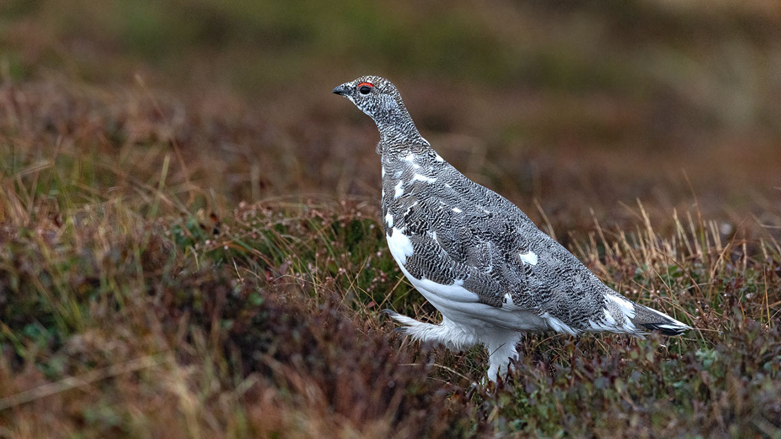 Bartgeier, Gypaète Barbu, Quebrantahuesos, Lämmergeier, Lammergeier, 