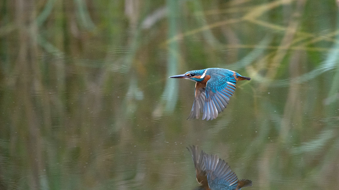 Bartgeier, Gypaète Barbu, Quebrantahuesos, Lämmergeier, Lammergeier, 
