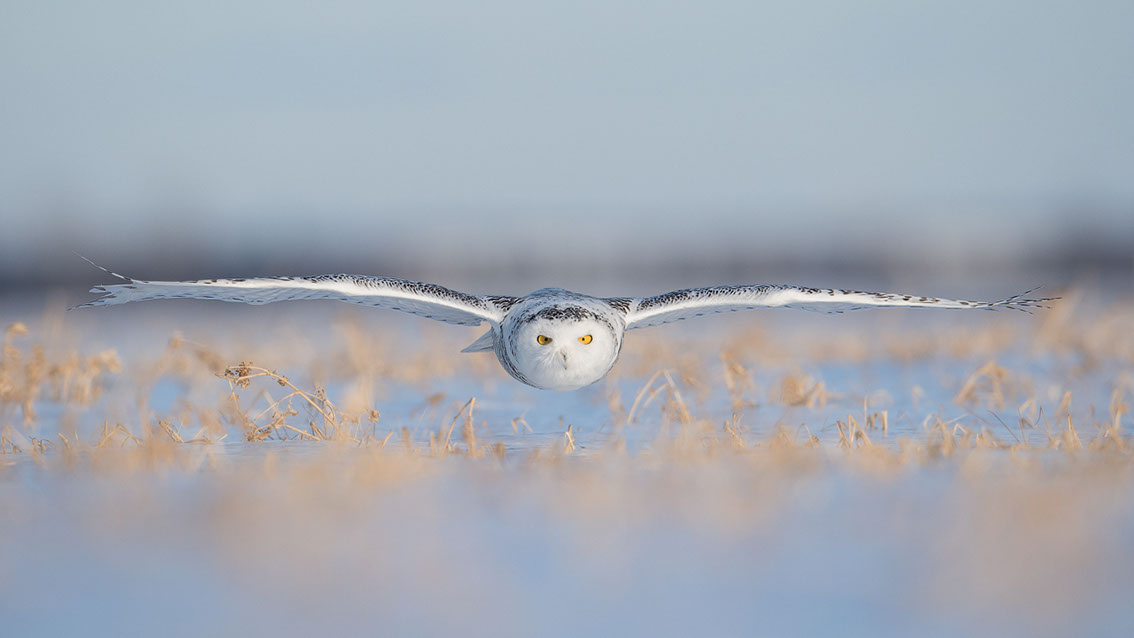 Schneeule; Schneeeule; Bubo scandiacus; Snowy owl; Strigiformes; choutte harfang; civetta delle nevi; Fjällugga; Nyctea;