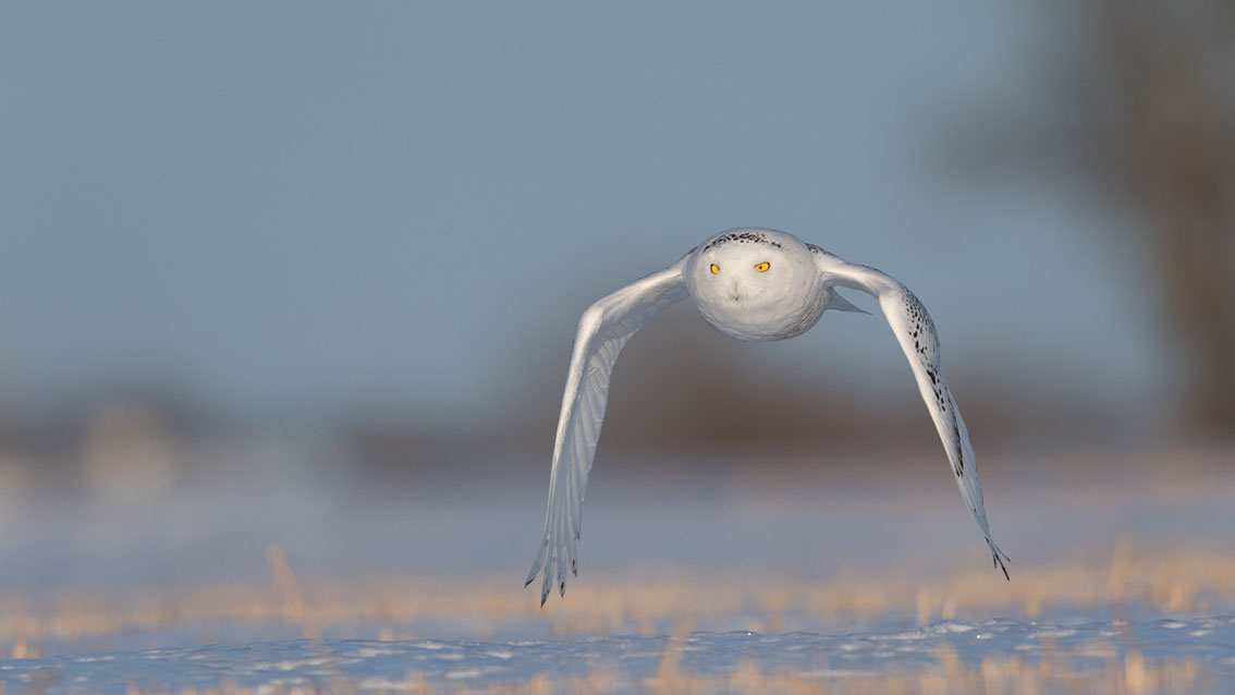 Schneeule; Schneeeule; Bubo scandiacus; Snowy owl; Strigiformes; choutte harfang; civetta delle nevi; Fjällugga; Nyctea;