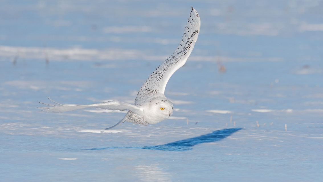 Schneeule; Schneeeule; Bubo scandiacus; Snowy owl; Strigiformes; choutte harfang; civetta delle nevi; Fjällugga; Nyctea;