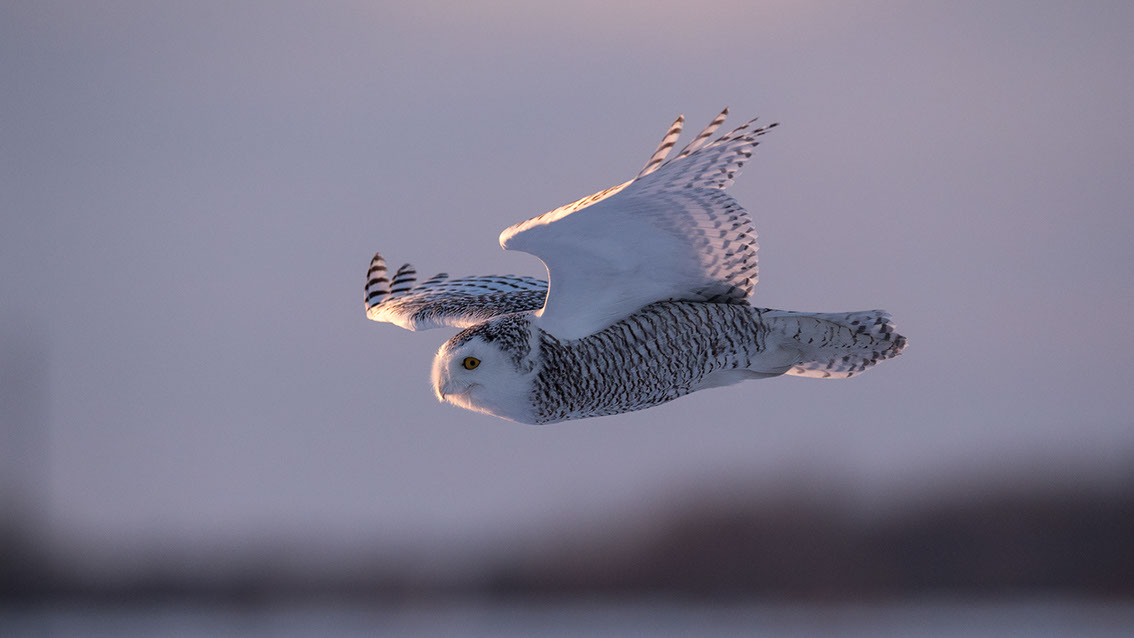 Schneeule; Schneeeule; Bubo scandiacus; Snowy owl; Strigiformes; choutte harfang; civetta delle nevi; Fjällugga; Nyctea;