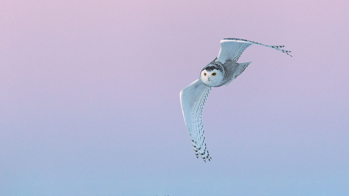 Schneeule; Schneeeule; Bubo scandiacus; Snowy owl; Strigiformes; choutte harfang; civetta delle nevi; Fjällugga; Nyctea;
