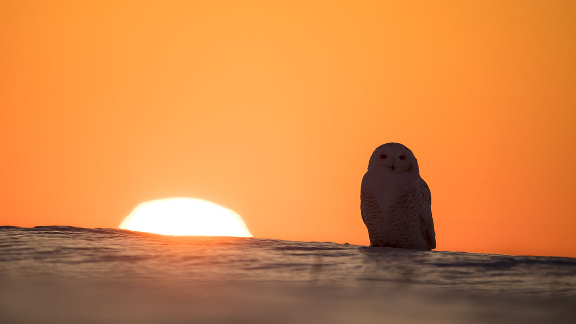 Schneeule; Schneeeule; Bubo scandiacus; Snowy owl; Strigiformes; choutte harfang; civetta delle nevi; Fjällugga; Nyctea;