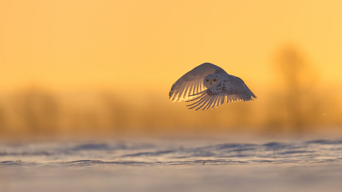 Schneeule; Schneeeule; Bubo scandiacus; Snowy owl; Strigiformes; choutte harfang; civetta delle nevi; Fjällugga; Nyctea;