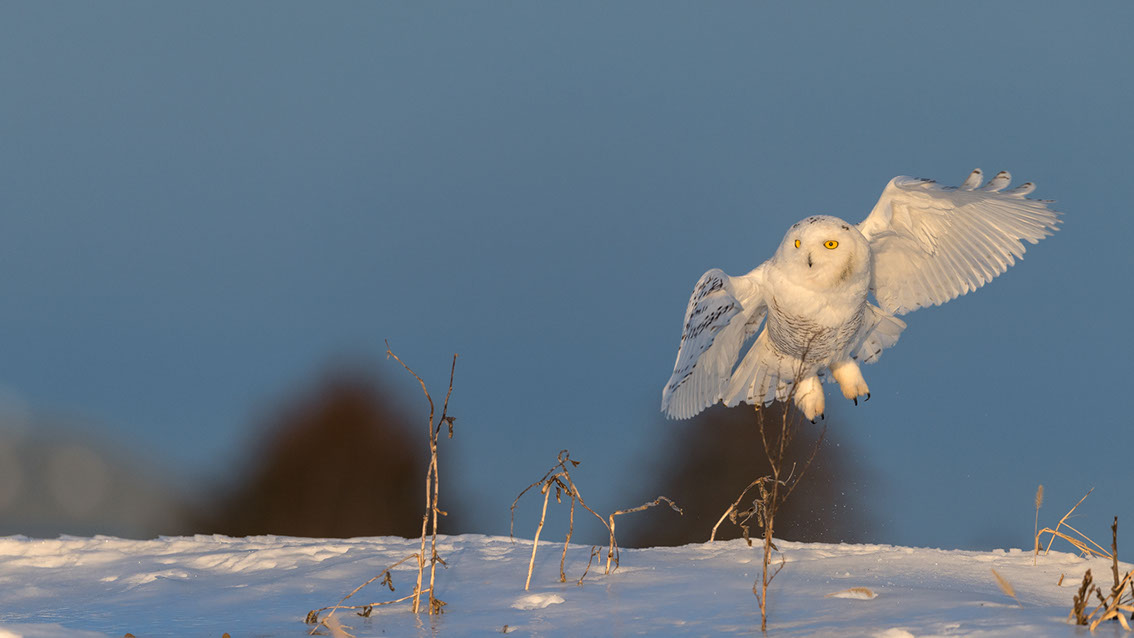 Schneeule; Schneeeule; Bubo scandiacus; Snowy owl; Strigiformes; choutte harfang; civetta delle nevi; Fjällugga; Nyctea;