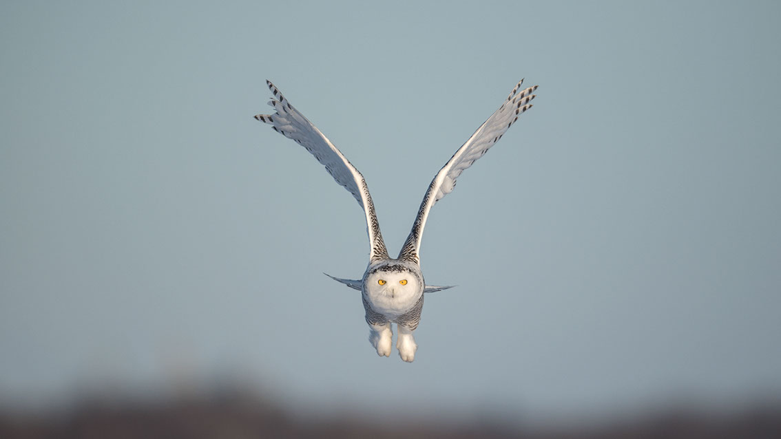 Schneeule; Schneeeule; Bubo scandiacus; Snowy owl; Strigiformes; choutte harfang; civetta delle nevi; Fjällugga; Nyctea;