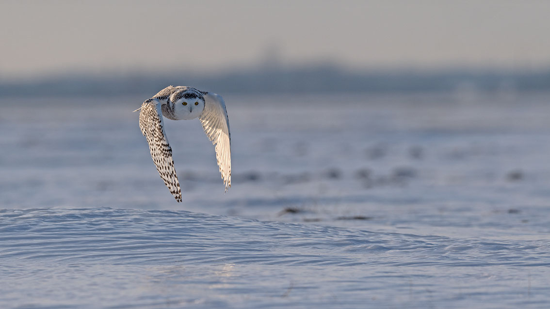 Schneeule; Schneeeule; Bubo scandiacus; Snowy owl; Strigiformes; choutte harfang; civetta delle nevi; Fjällugga; Nyctea;