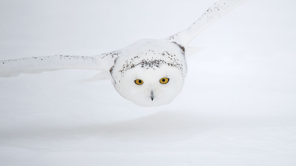 Schneeule; Schneeeule; Bubo scandiacus; Snowy owl; Strigiformes; choutte harfang; civetta delle nevi; Fjällugga; Nyctea;