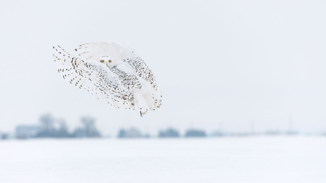 Schneeule; Schneeeule; Bubo scandiacus; Snowy owl; Strigiformes; choutte harfang; civetta delle nevi; Fjällugga; Nyctea;