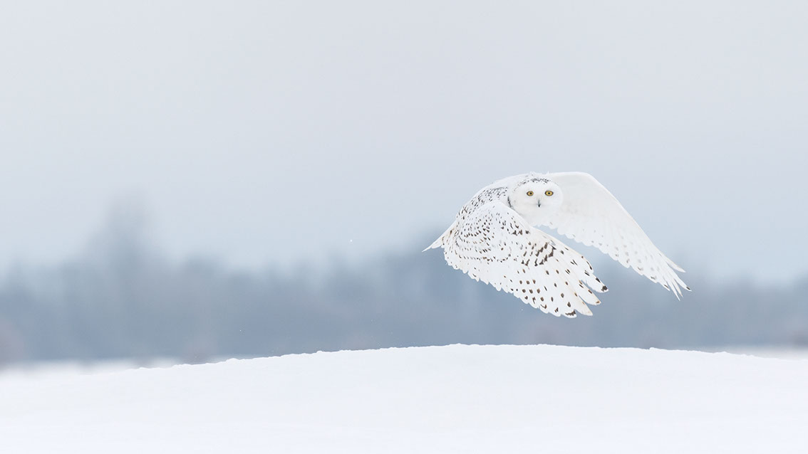 Schneeule; Schneeeule; Bubo scandiacus; Snowy owl; Strigiformes; choutte harfang; civetta delle nevi; Fjällugga; Nyctea;