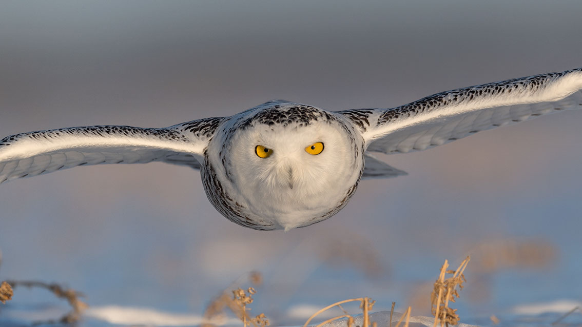 Schneeule; Schneeeule; Bubo scandiacus; Snowy owl; Strigiformes; choutte harfang; civetta delle nevi; Fjällugga; Nyctea;