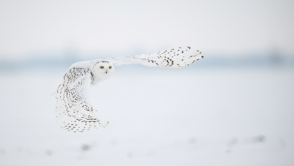 Schneeule; Schneeeule; Bubo scandiacus; Snowy owl; Strigiformes; choutte harfang; civetta delle nevi; Fjällugga; Nyctea;