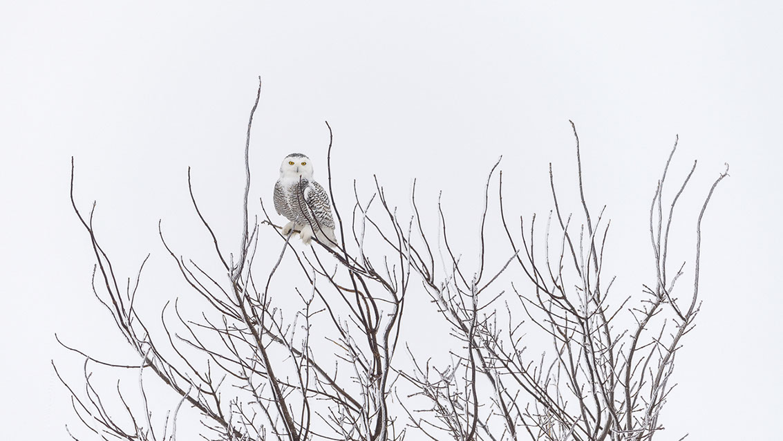 Schneeule; Schneeeule; Bubo scandiacus; Snowy owl; Strigiformes; choutte harfang; civetta delle nevi; Fjällugga; Nyctea;