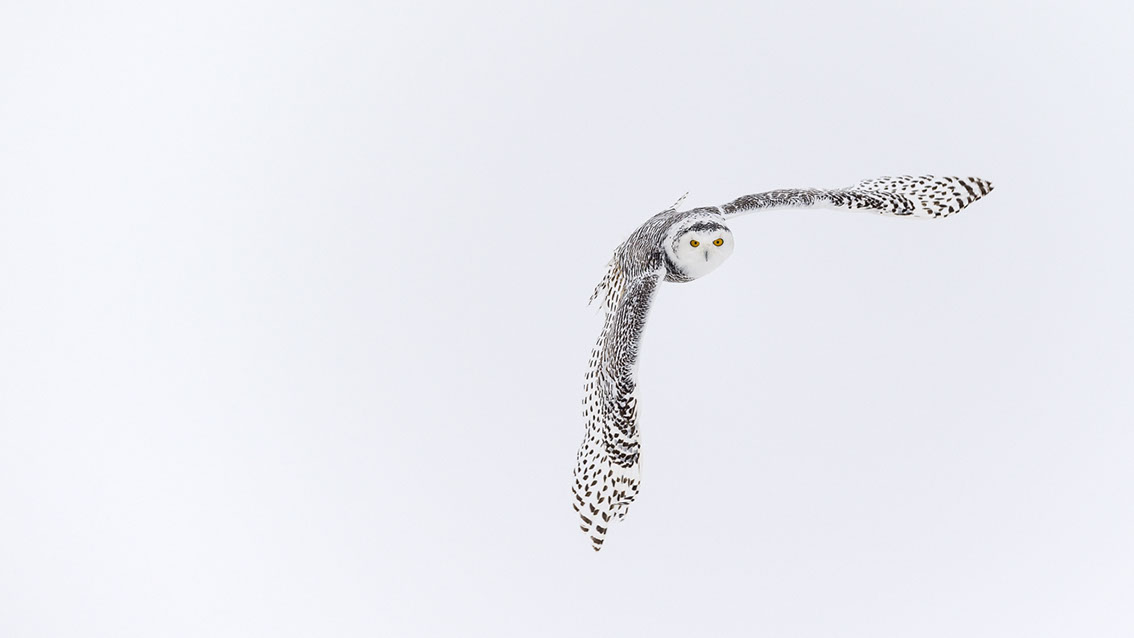 Schneeule; Schneeeule; Bubo scandiacus; Snowy owl; Strigiformes; choutte harfang; civetta delle nevi; Fjällugga; Nyctea;