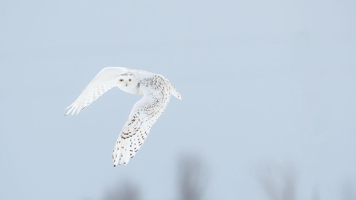 Schneeule; Schneeeule; Bubo scandiacus; Snowy owl; Strigiformes; choutte harfang; civetta delle nevi; Fjällugga; Nyctea;