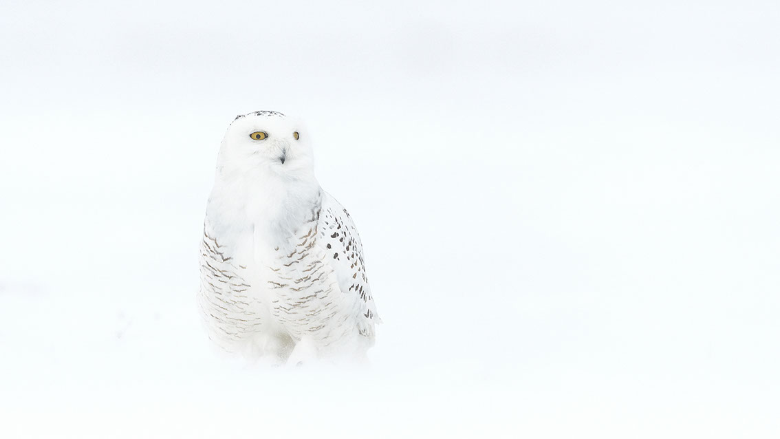 Schneeule; Schneeeule; Bubo scandiacus; Snowy owl; Strigiformes; choutte harfang; civetta delle nevi; Fjällugga; Nyctea;