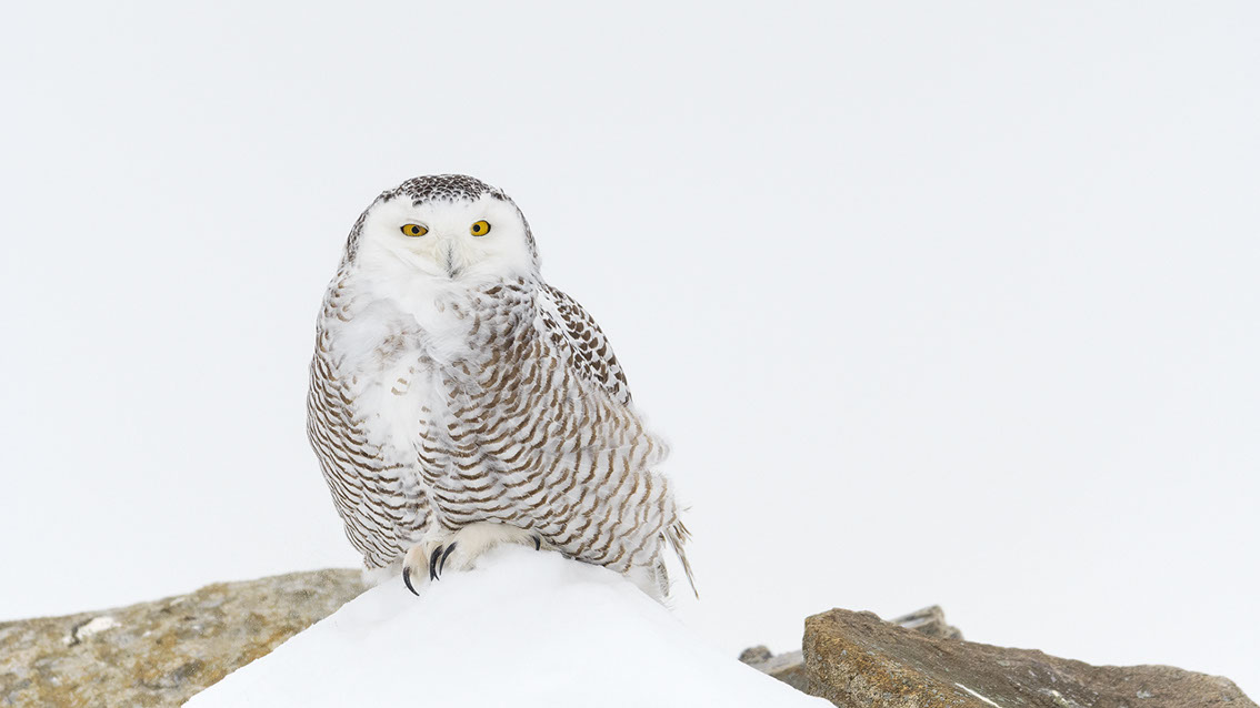Schneeule; Schneeeule; Bubo scandiacus; Snowy owl; Strigiformes; choutte harfang; civetta delle nevi; Fjällugga; Nyctea;
