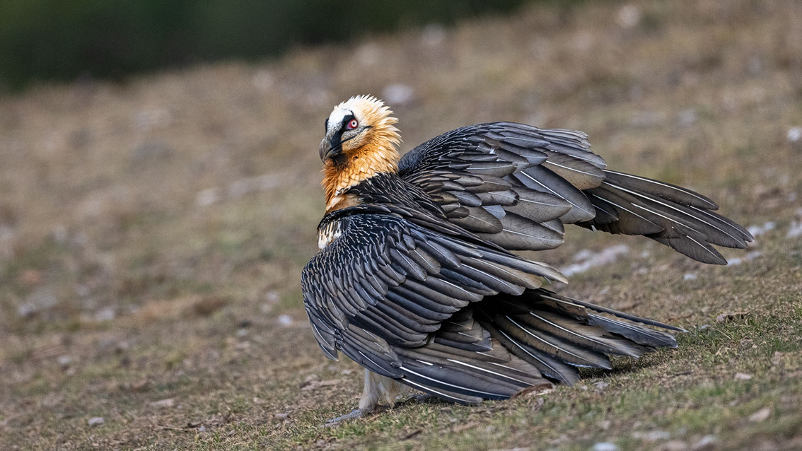 Bartgeier, Gypaète Barbu, Quebrantahuesos, Lämmergeier, Lammergeier, 