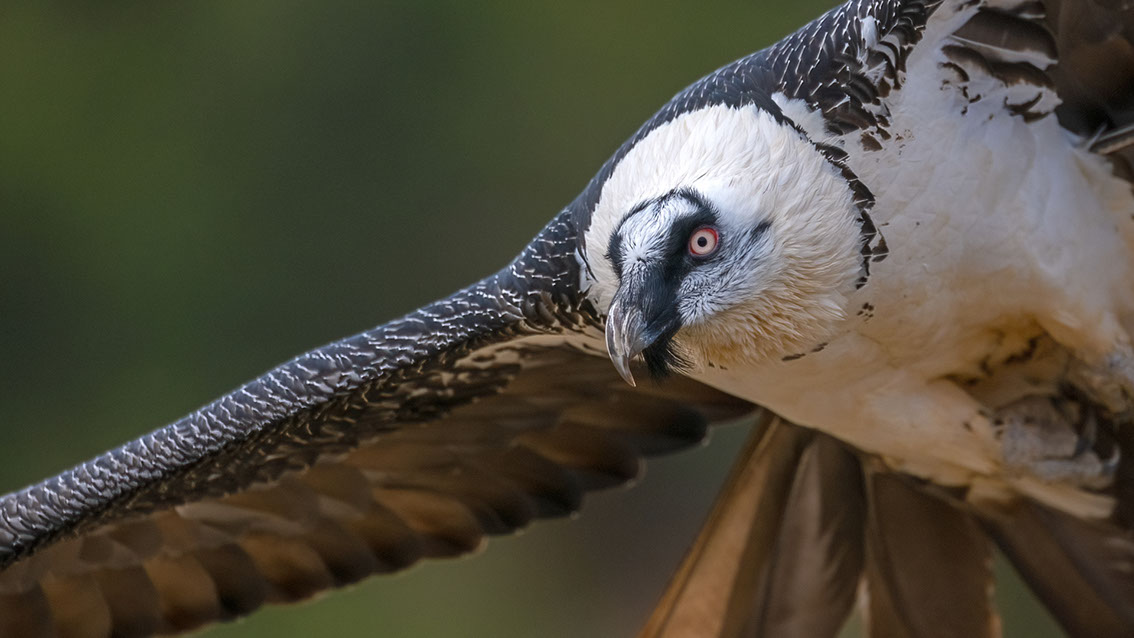 Bartgeier, Gypaète Barbu, Quebrantahuesos, Lämmergeier, Lammergeier, 