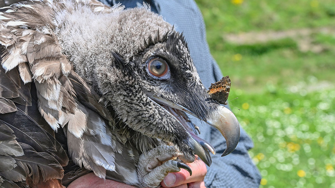 Bartgeier, Gypaète Barbu, Quebrantahuesos, Lämmergeier, Lammergeier, 