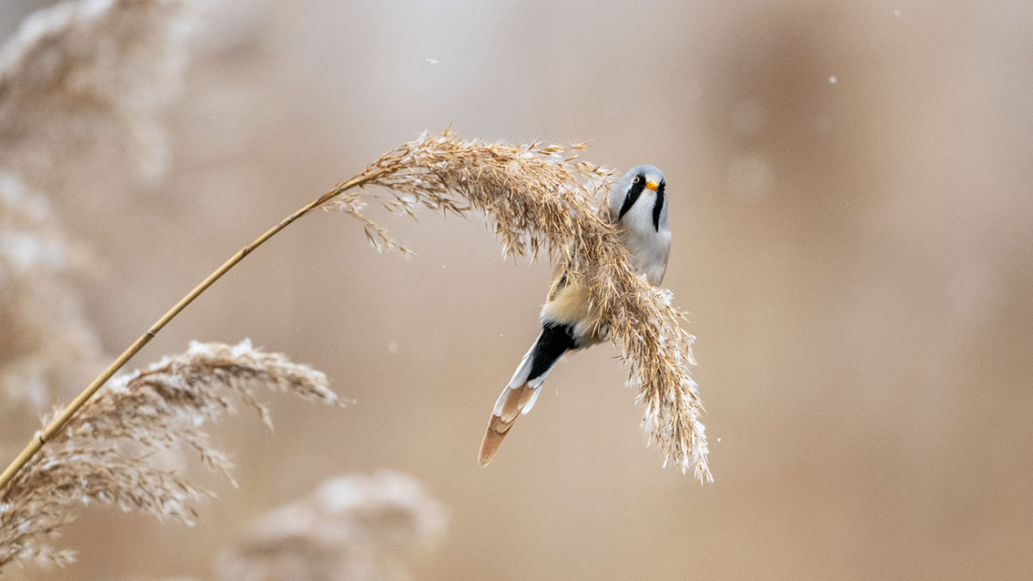 Bartgeier, Gypaète Barbu, Quebrantahuesos, Lämmergeier, Lammergeier, 