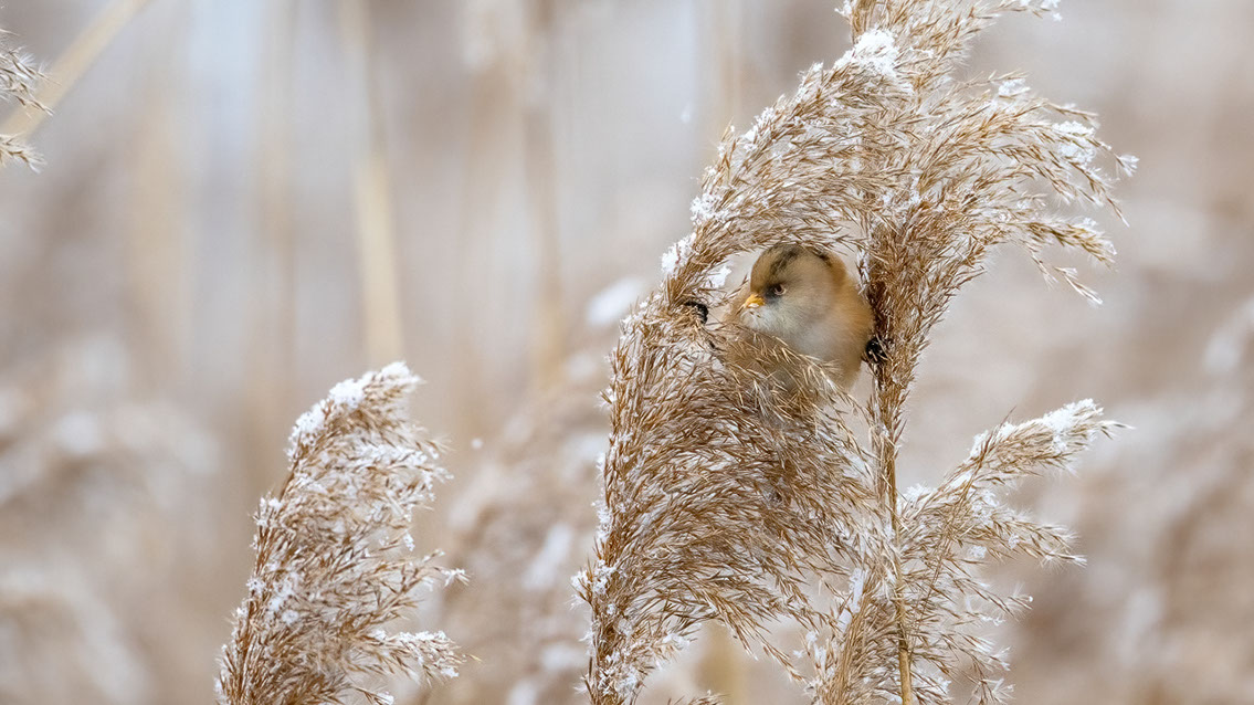 Bartgeier, Gypaète Barbu, Quebrantahuesos, Lämmergeier, Lammergeier, 