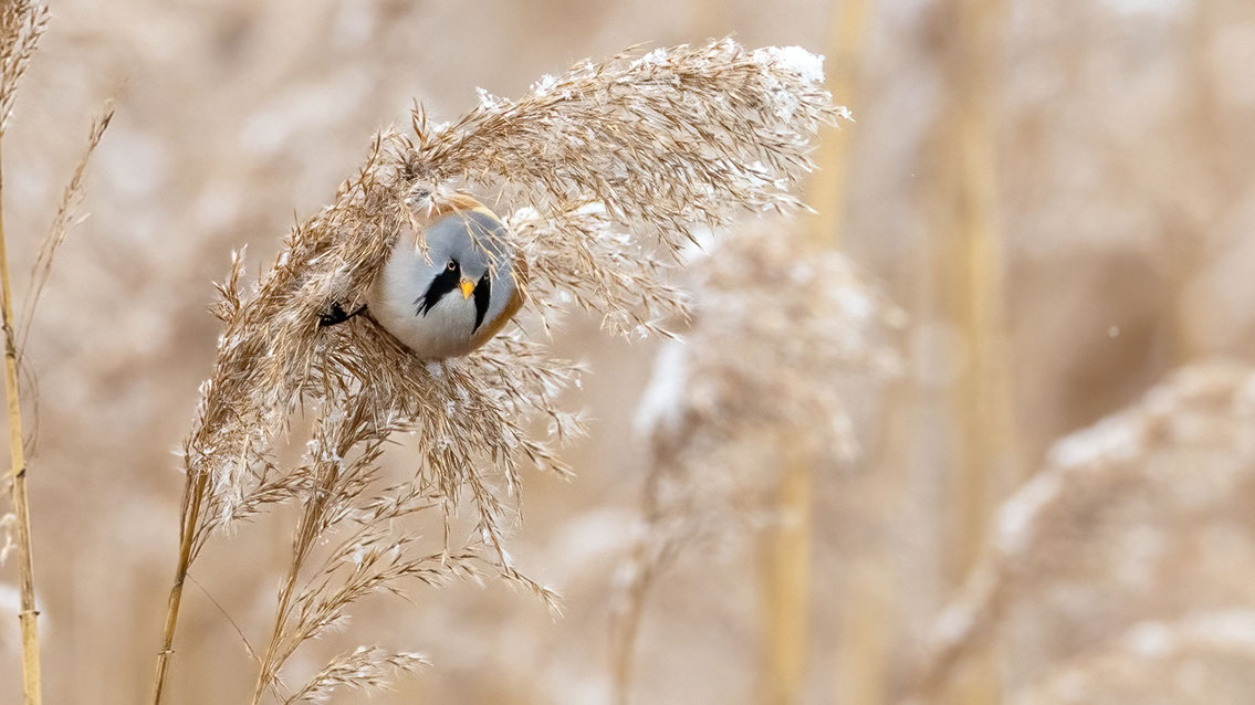 Bartgeier, Gypaète Barbu, Quebrantahuesos, Lämmergeier, Lammergeier, 