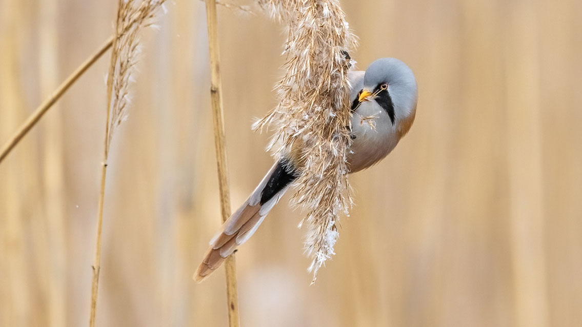 Bartgeier, Gypaète Barbu, Quebrantahuesos, Lämmergeier, Lammergeier, 