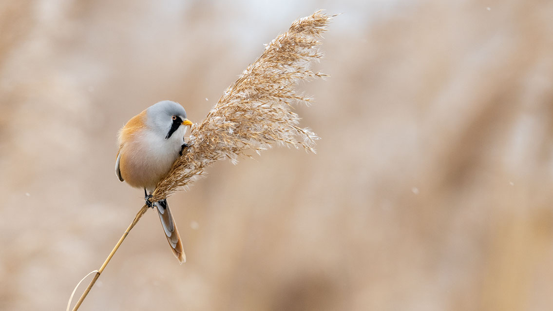 Bartgeier, Gypaète Barbu, Quebrantahuesos, Lämmergeier, Lammergeier, 