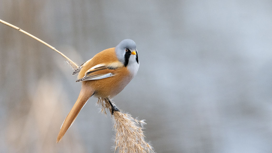 Bartgeier, Gypaète Barbu, Quebrantahuesos, Lämmergeier, Lammergeier, 