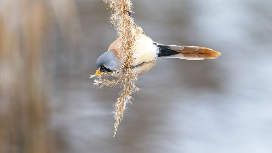Bartgeier, Gypaète Barbu, Quebrantahuesos, Lämmergeier, Lammergeier, 