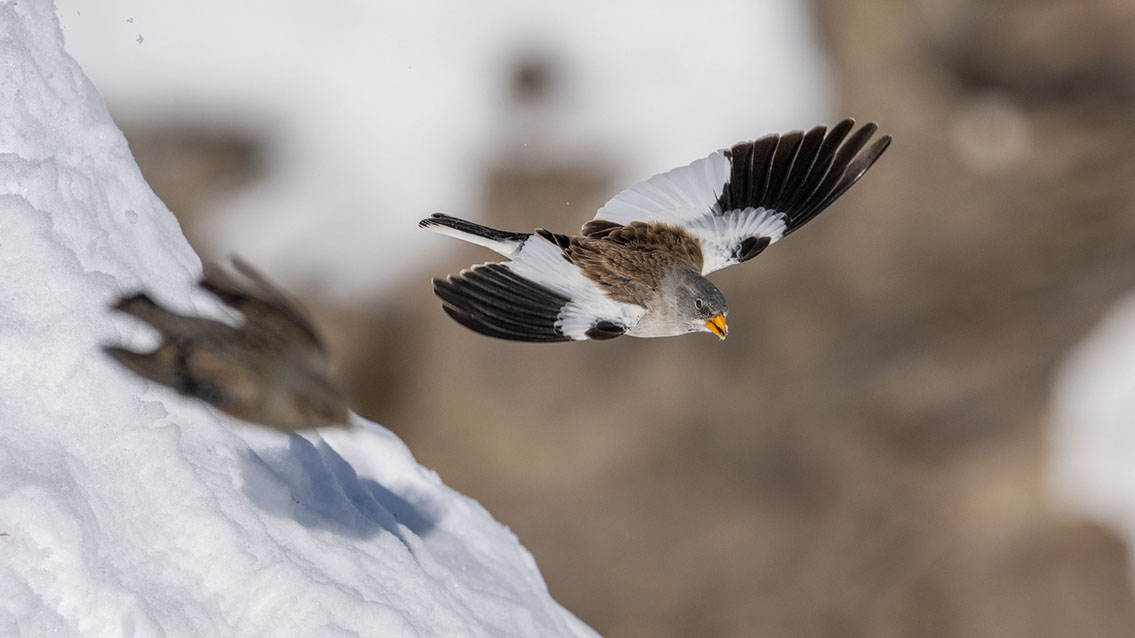 Bartgeier, Gypaète Barbu, Quebrantahuesos, Lämmergeier, Lammergeier, 