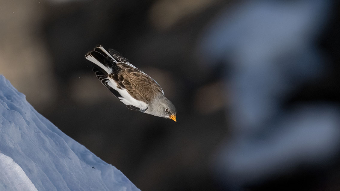 Bartgeier, Gypaète Barbu, Quebrantahuesos, Lämmergeier, Lammergeier, 