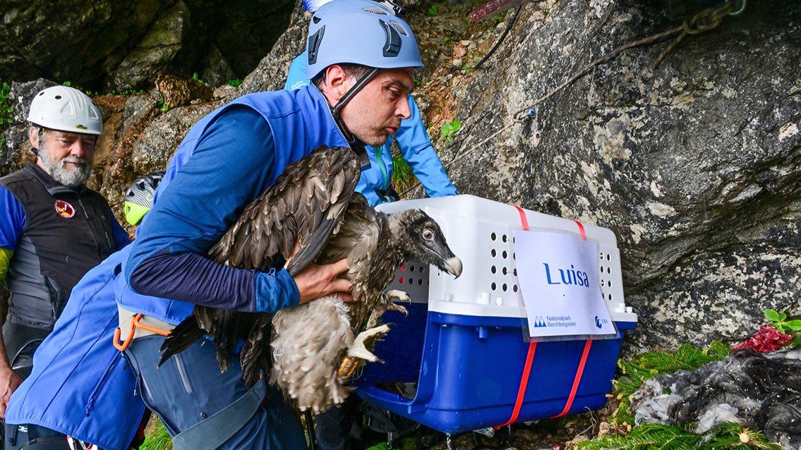 Bartgeier Bartgeier, Gypaète Barbu, Quebrantahuesos, Lämmergeier, Lammergeier,