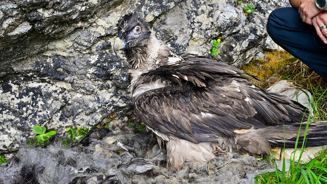 Bartgeier Bartgeier, Gypaète Barbu, Quebrantahuesos, Lämmergeier, Lammergeier,