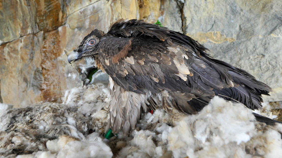 Bartgeier Schweiz Alpen fliegend Adult Gyaéte en vol Lammergeier Bearded Vulture