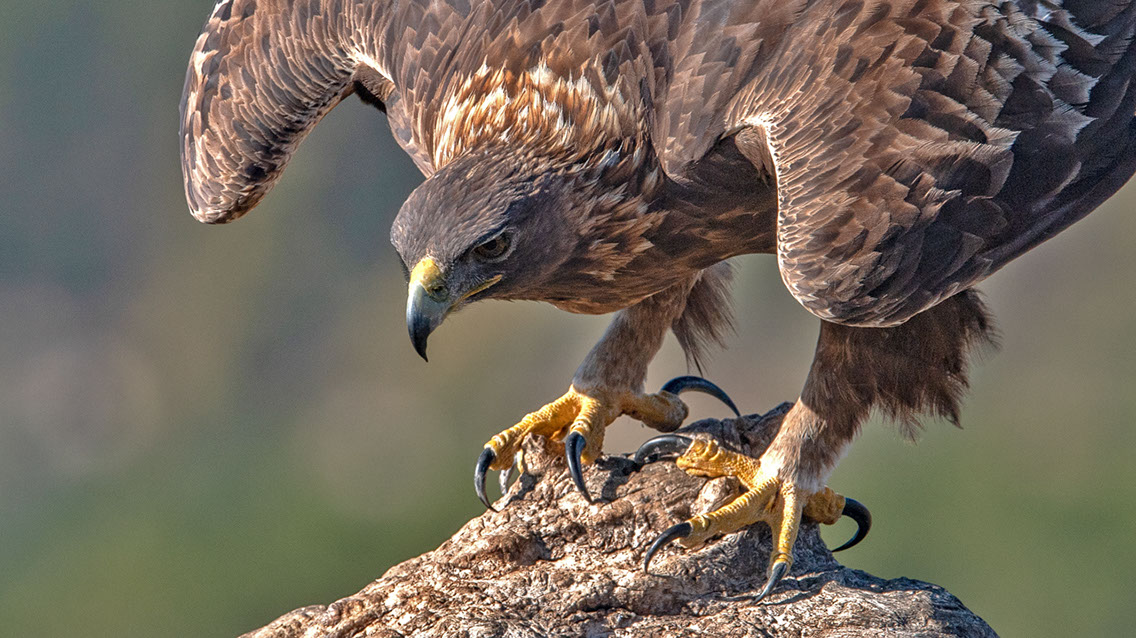Bartgeier, Gypaète Barbu, Quebrantahuesos, Lämmergeier, Lammergeier, 