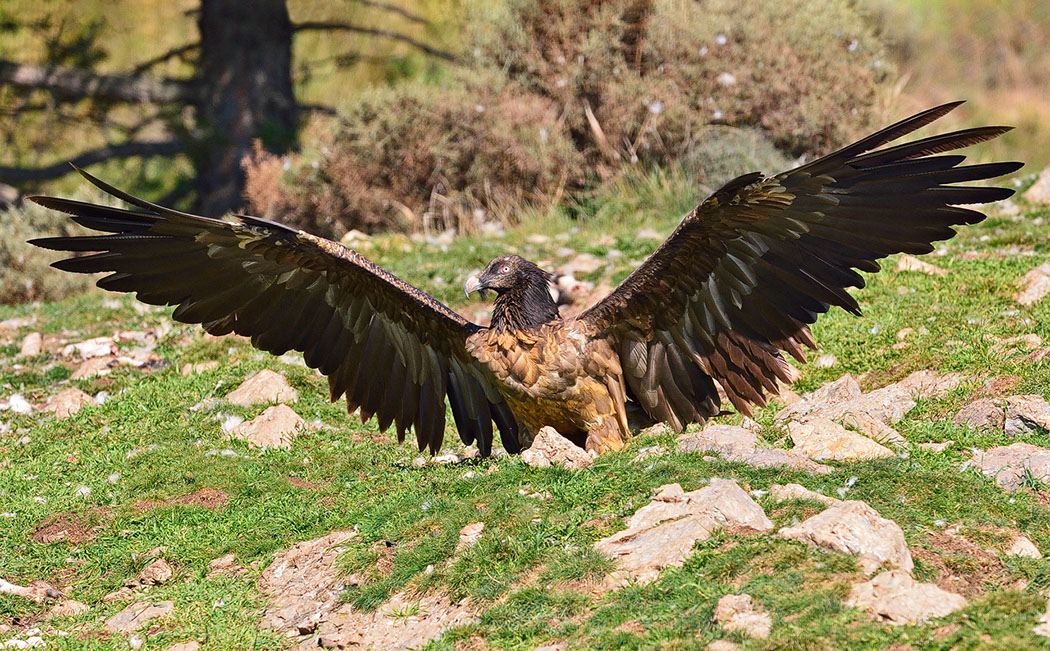 Bartgeier, Gypaète Barbu, Quebrantahuesos, Lämmergeier, Lammergeier, 