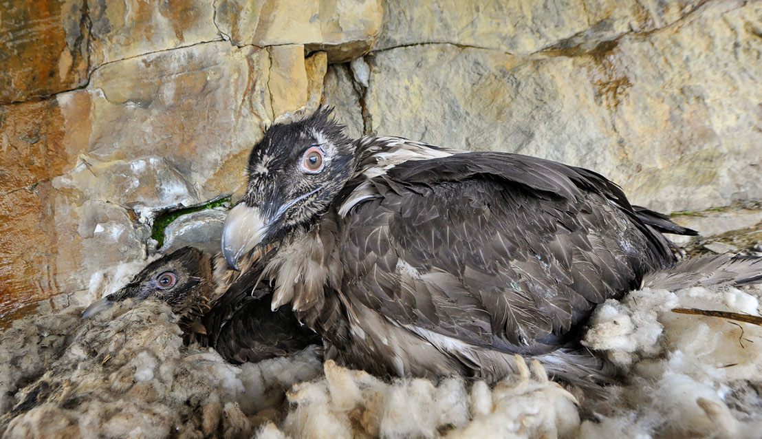 Bartgeier Schweiz Alpen fliegend Adult Gyaéte en vol Lammergeier Bearded Vulture