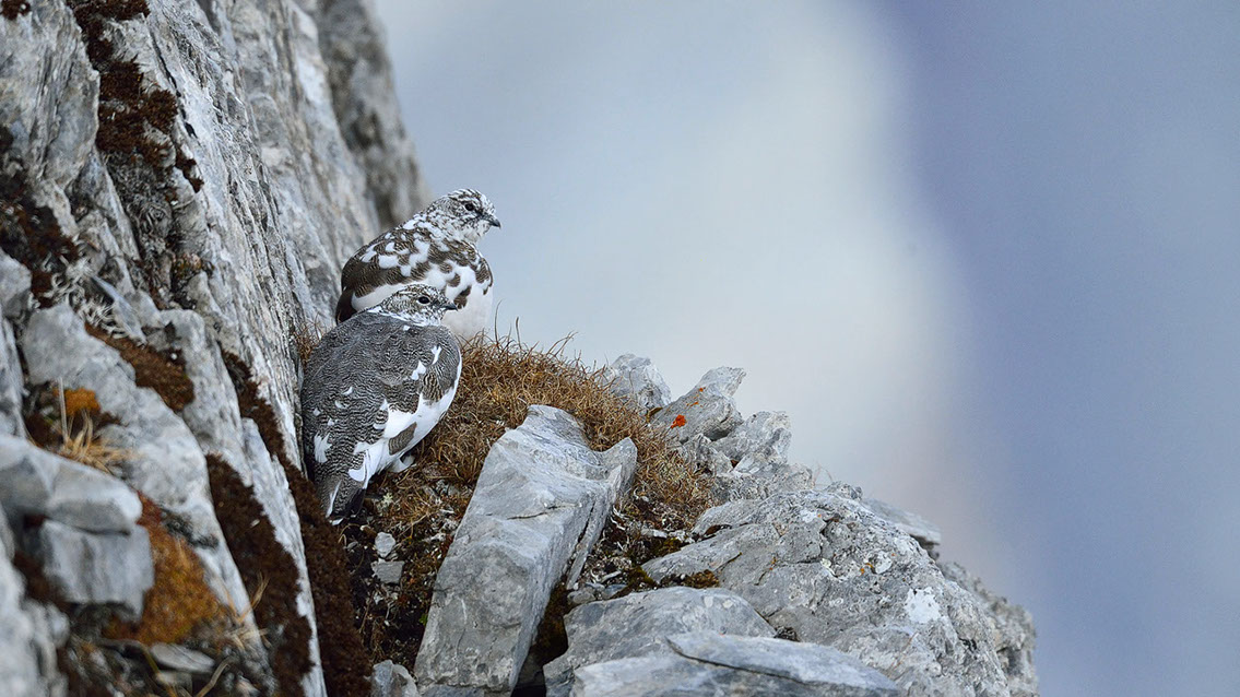 Bartgeier, Gypaète Barbu, Quebrantahuesos, Lämmergeier, Lammergeier, 