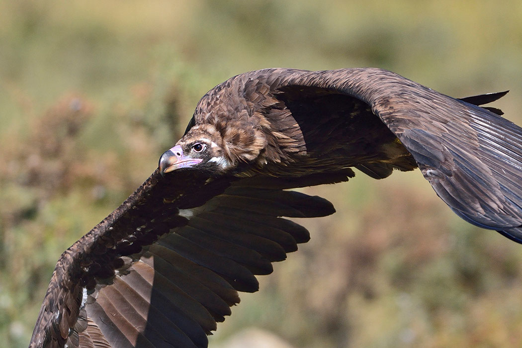 Black Vulture