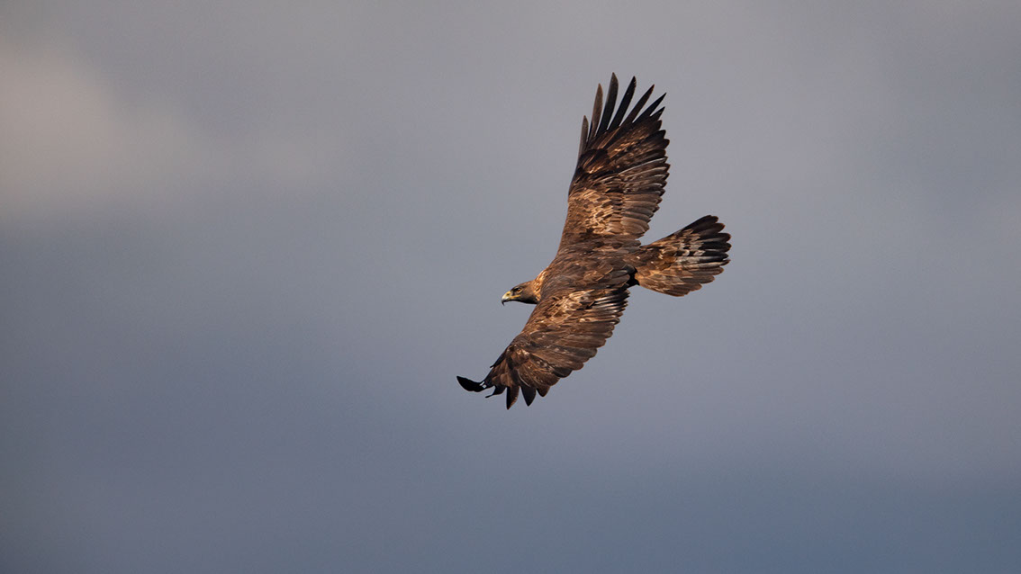 Bartgeier, Gypaète Barbu, Quebrantahuesos, Lämmergeier, Lammergeier, 