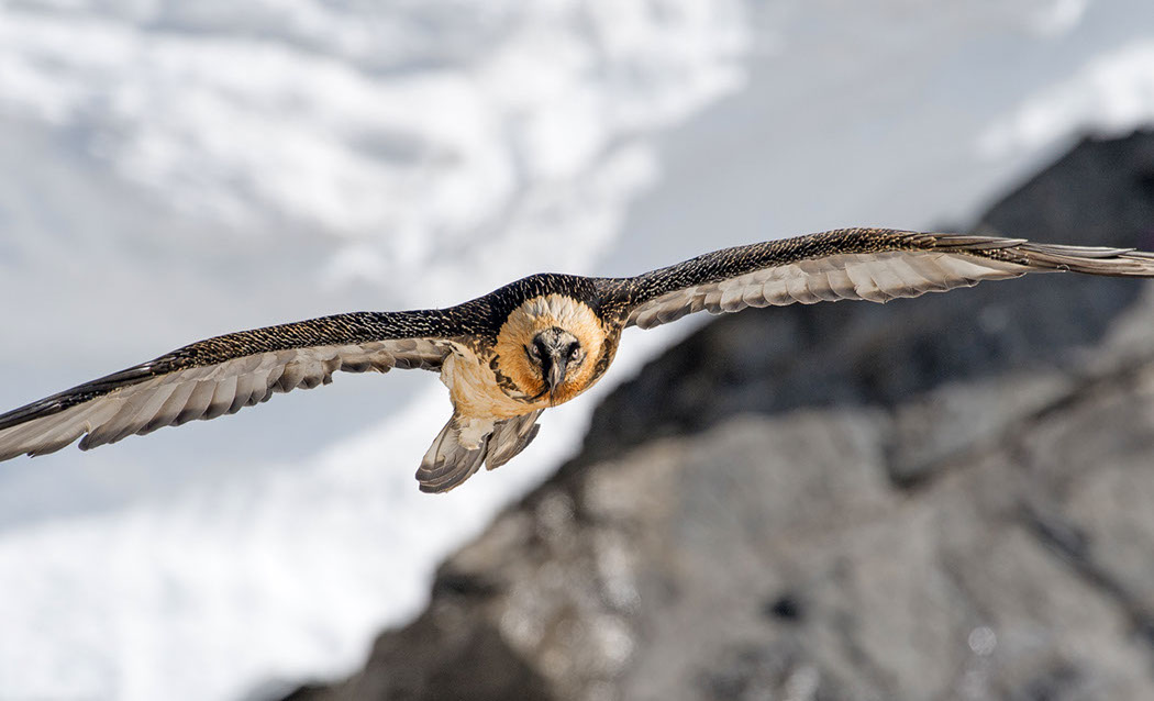 Bartgeier Schweiz Alpen fliegend Adult Gyaéte en vol Lammergeier Bearded Vulture