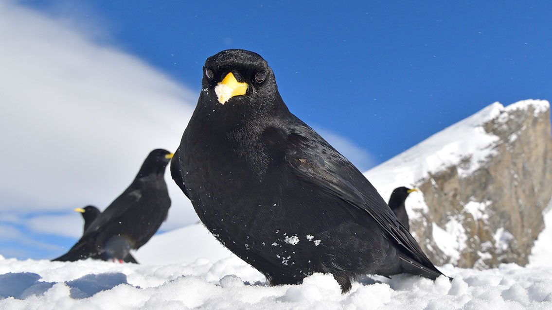 Bartgeier, Gypaète Barbu, Quebrantahuesos, Lämmergeier, Lammergeier, 