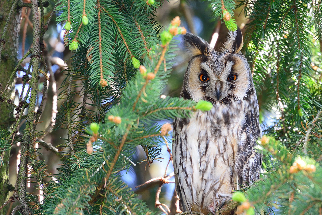 Hibou moyen-duc, Waldohreule, Gufo comune, Long-eared Owl 